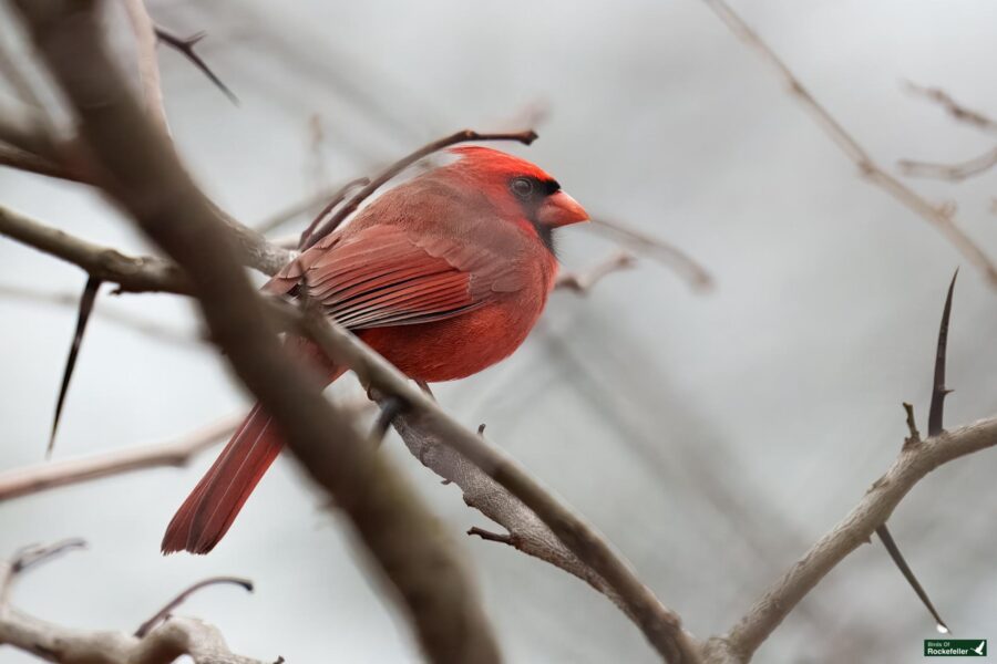 A male cardinal perched on a bare tree branch, facing left with muted browns and grays in the background.