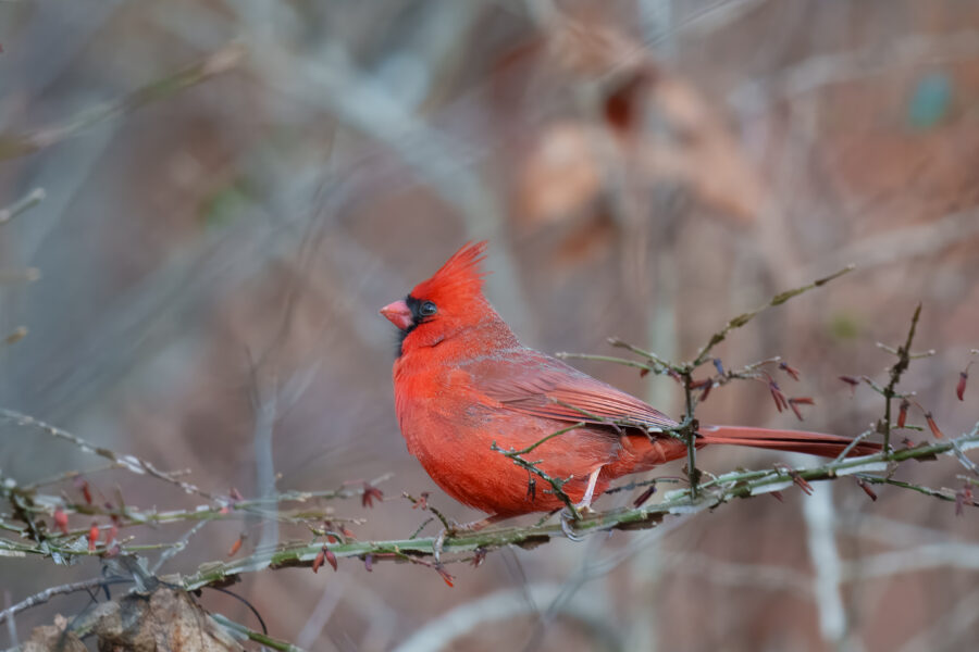 A vibrant red cardinal perched on a thorny branch against a blurred, earthy background.