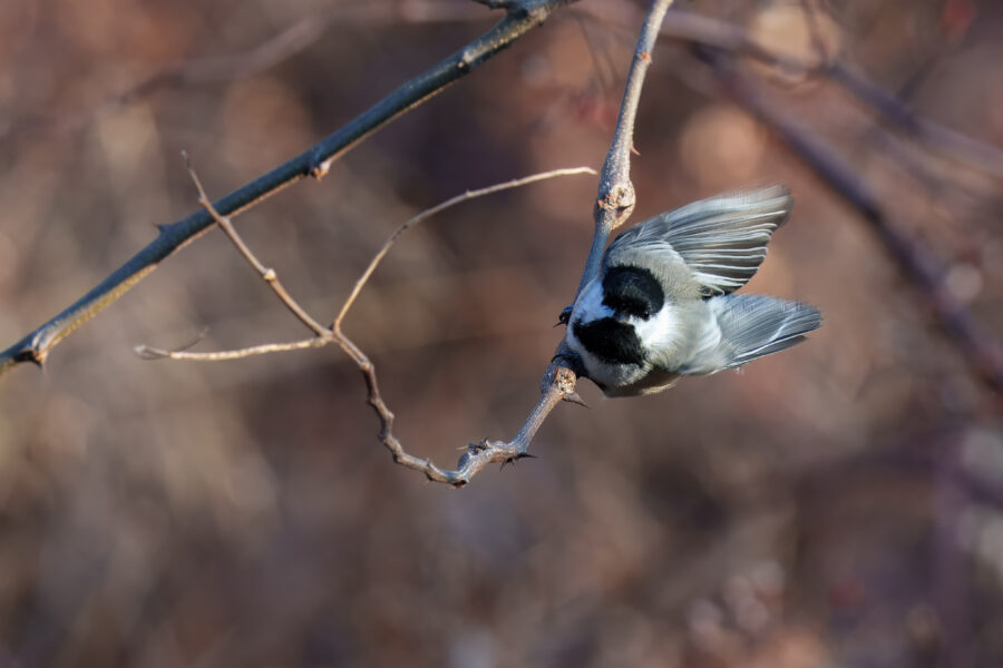 A small bird with black and white plumage hangs upside down from a slender branch in a natural setting.