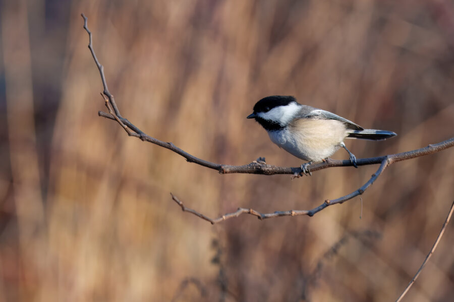 A small bird with a black cap and white cheeks sits on a bare branch against a blurred brown background.