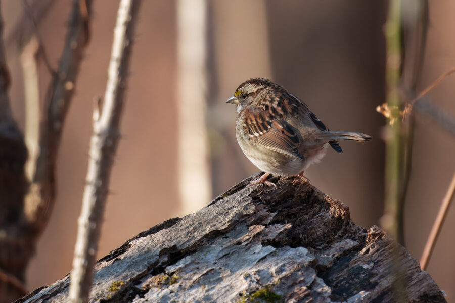 A small bird with brown and beige plumage perches on a tree trunk.