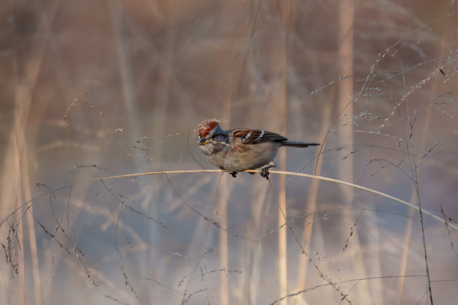 A small bird with a reddish-brown crown perches on a delicate, arching branch surrounded by dry grass and a blurred background.