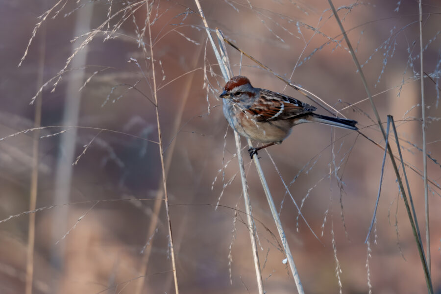 A small bird with brown and gray feathers perched on thin, dry branches against a blurred natural background.