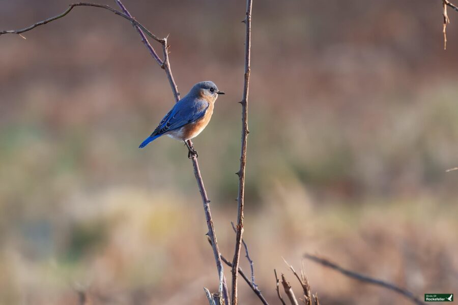 A small bluebird perched on a bare branch against a blurred natural background.