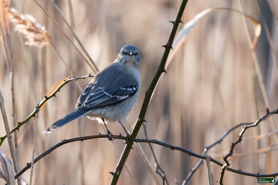 A small gray bird with white wing markings perched on a thorny branch against a blurred natural background.