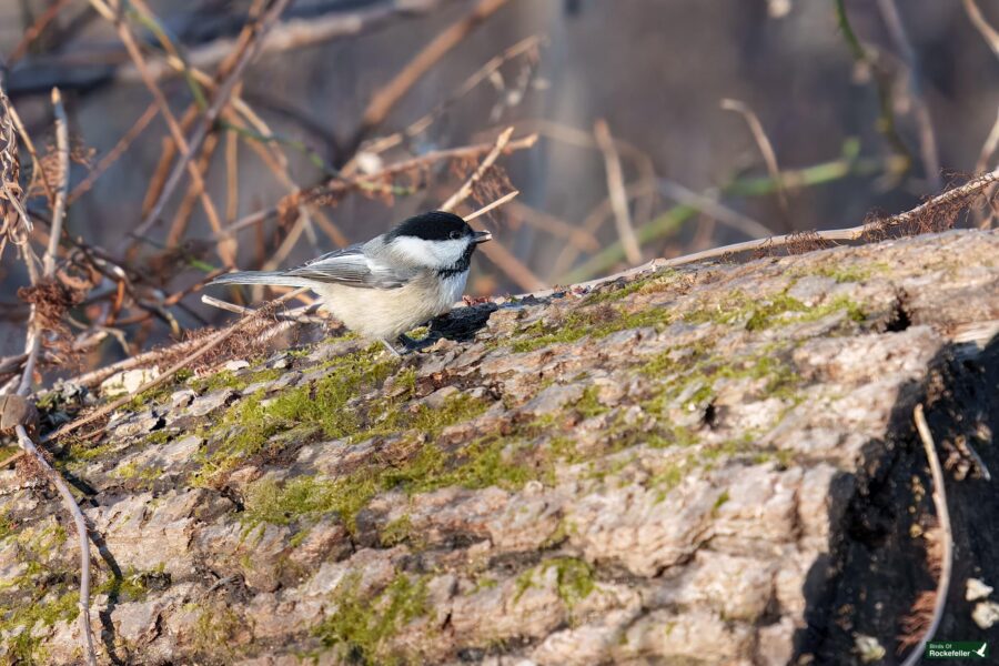 A small bird with a black cap and gray body perches on a mossy log surrounded by branches.