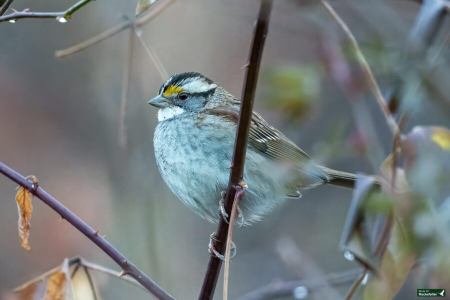 A small bird with a yellow spot on its head and grayish-blue plumage perched on a branch surrounded by twigs and leaves.