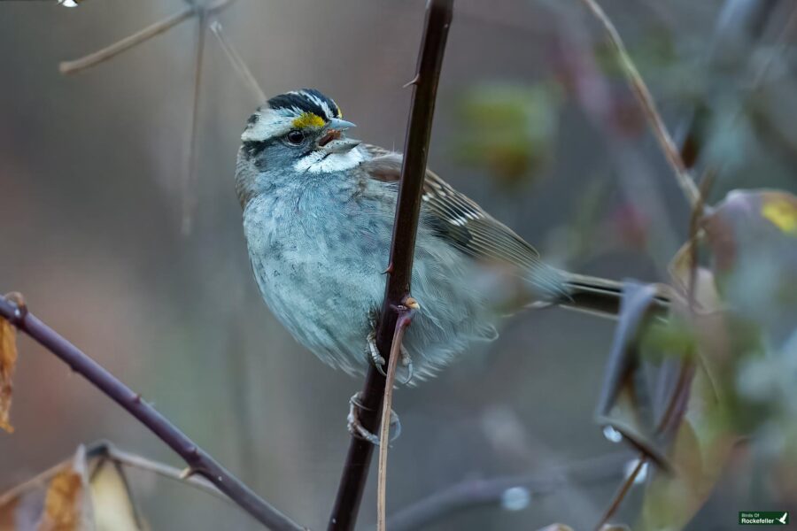 A small bird with a distinctive white and black striped head perched on a thin branch amidst blurred foliage.