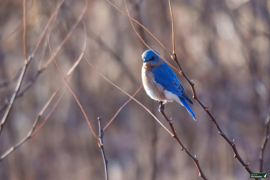 A bluebird perched on a thin, bare branch against a blurred, neutral-toned background.