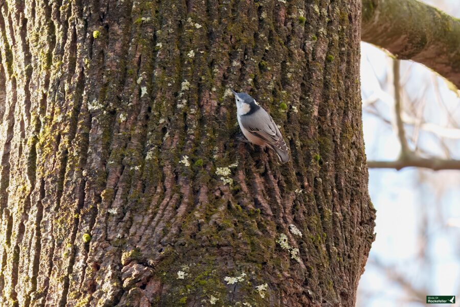 A small bird clings to the rough bark of a large tree, which is covered in patches of moss and lichen.