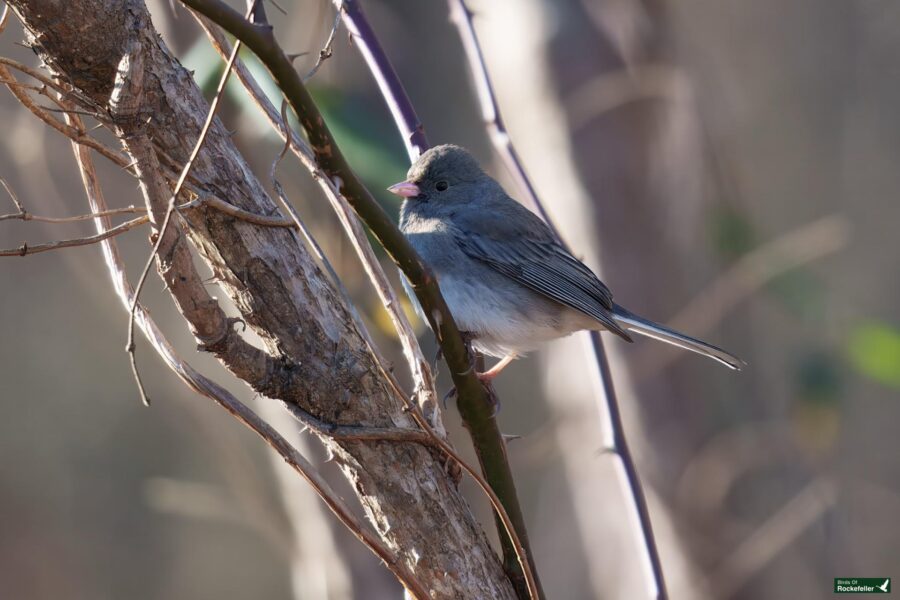 A small bird with gray and white feathers perched on a branch.