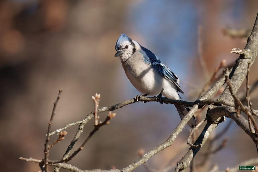 A blue jay perched on a leafless branch against a blurred natural background.