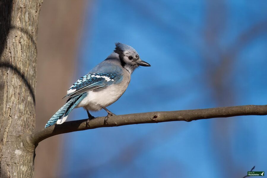 A blue jay perched on a tree branch against a clear blue sky.