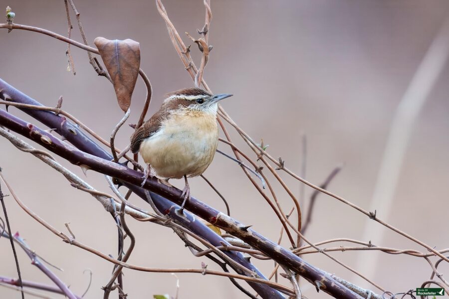 A small brown bird with a white belly and striped head sits on a branch surrounded by twigs against a blurred background.