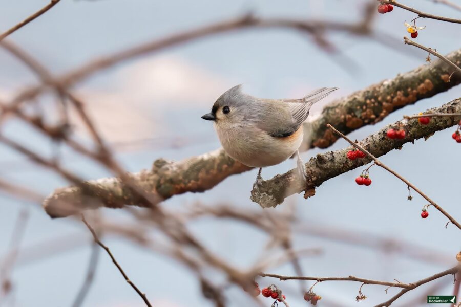 A small bird perched on a branch with red berries against a blurred background.