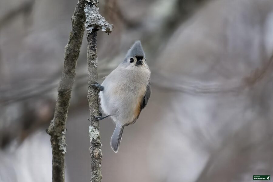 A small bird with a gray crest perches on a branch, facing the camera in a woodland setting.