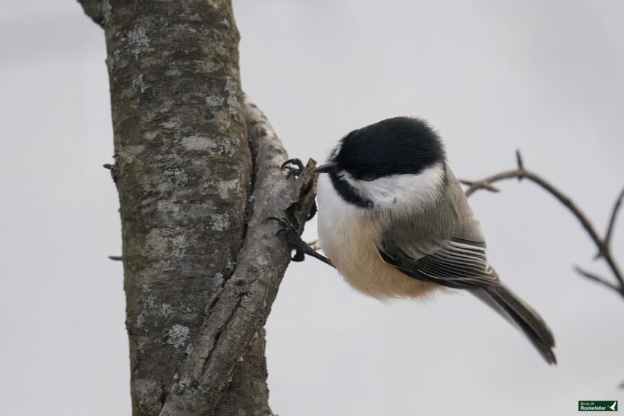 A small bird with black and white plumage perches on a branch, facing sideways.