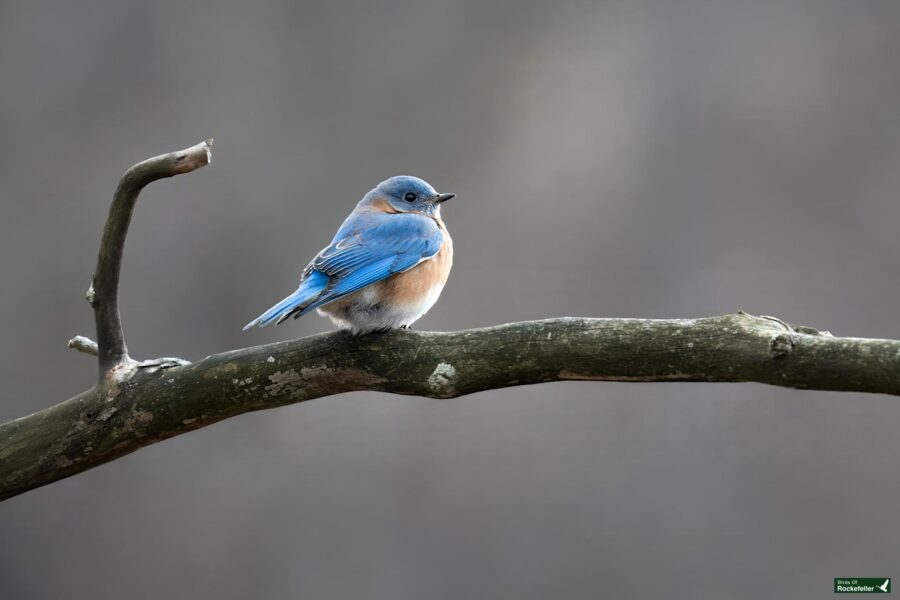 A small blue and orange bird perches on a bare tree branch against a blurred gray background.