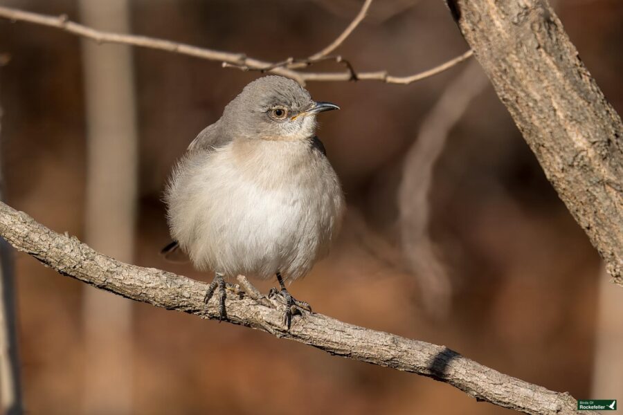 Small gray and white bird perched on a branch, with a blurred brown background.