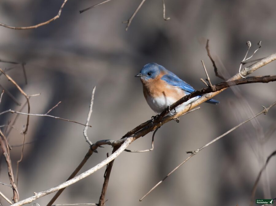 A small blue and orange bird perched on a bare branch against a blurred background.