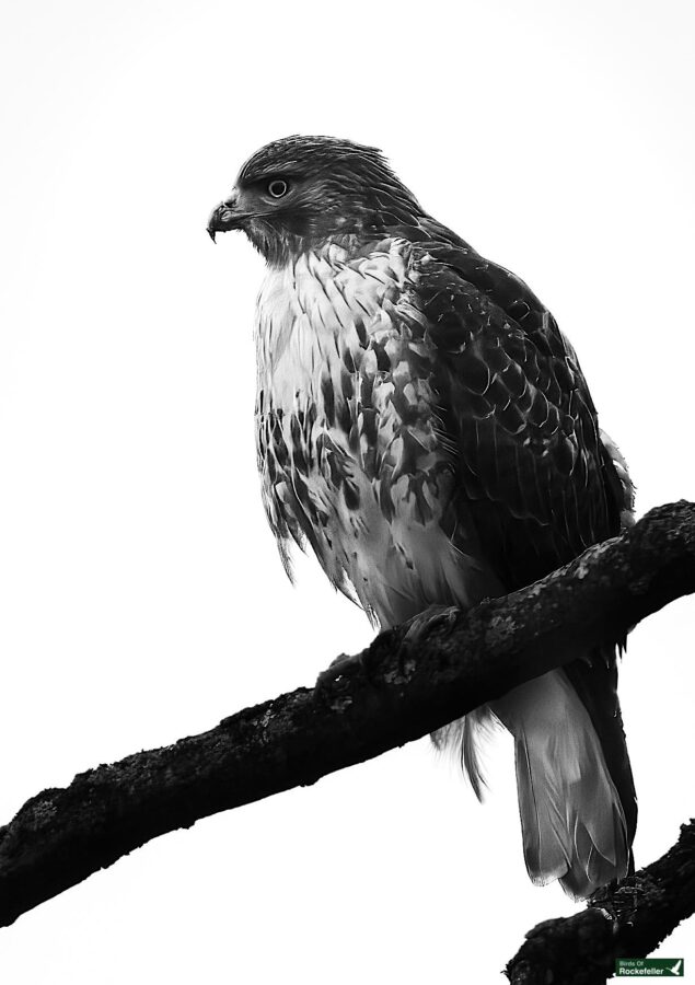 Black and white image of a hawk perched on a branch, facing left, with detailed feathers and a focused expression.