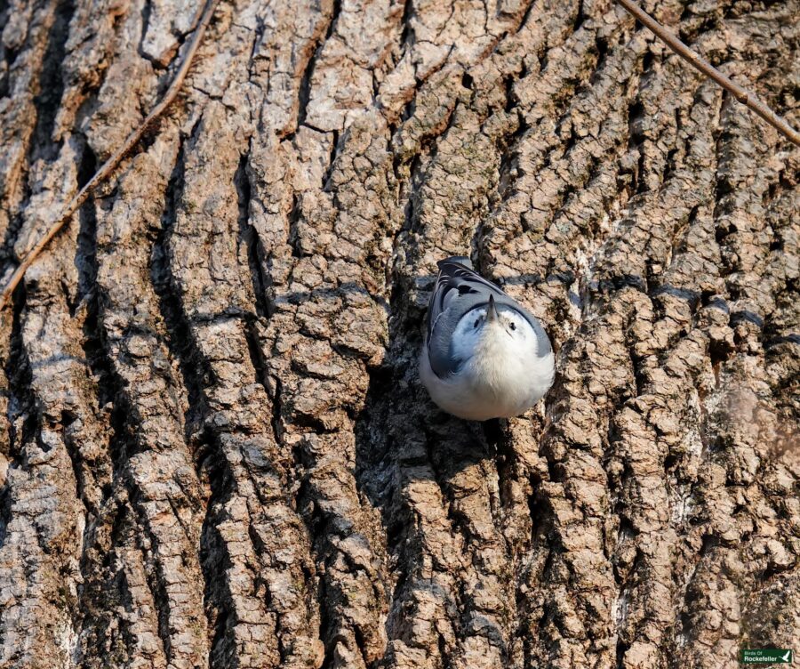 A small bird with a white belly and gray-blue back clings to the rough bark of a tree.