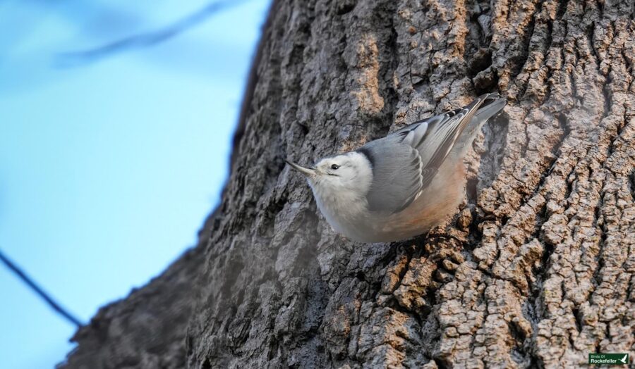 A small bird with a white and gray body is perched on the trunk of a tree, facing upward.