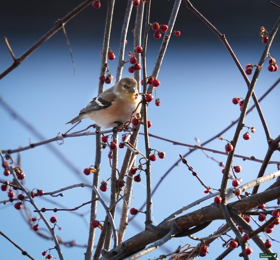 A small bird perched on a branch with red berries against a blue sky background.