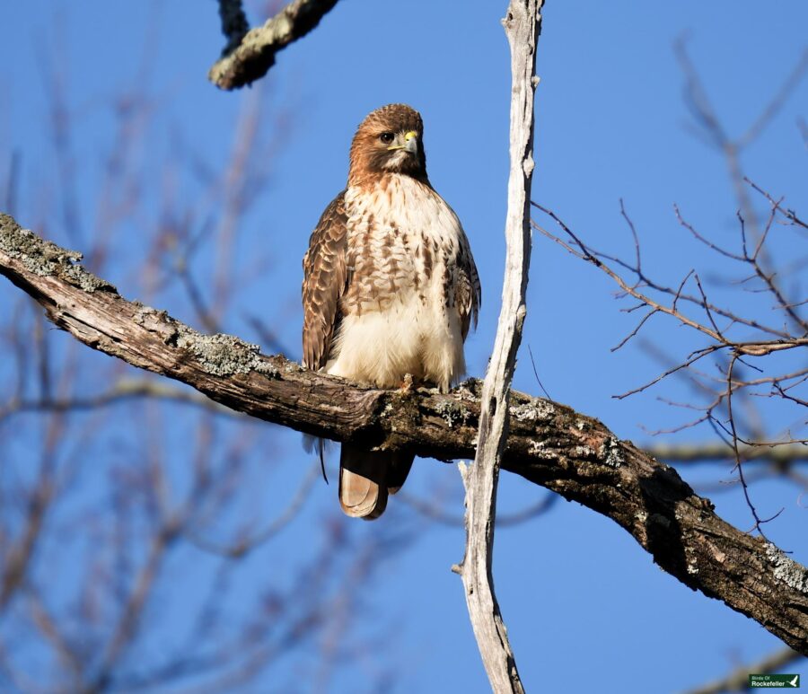 A hawk perched on a branch, with a clear blue sky in the background.