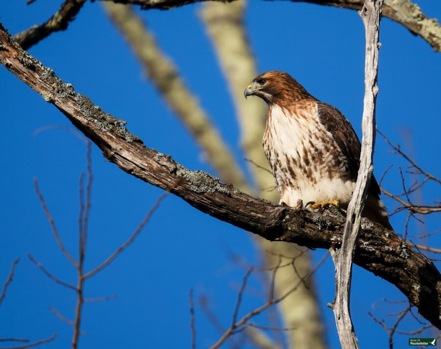 A hawk perched on a bare tree branch against a clear blue sky, observing its surroundings.