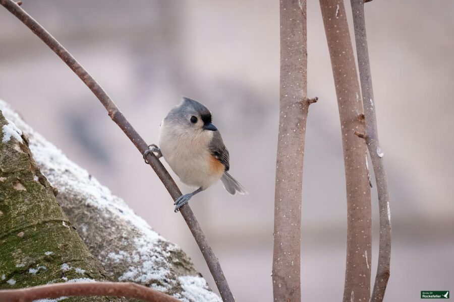 Small bird with a gray crest and orange flank perched on a thin branch with a snowy and blurred background.