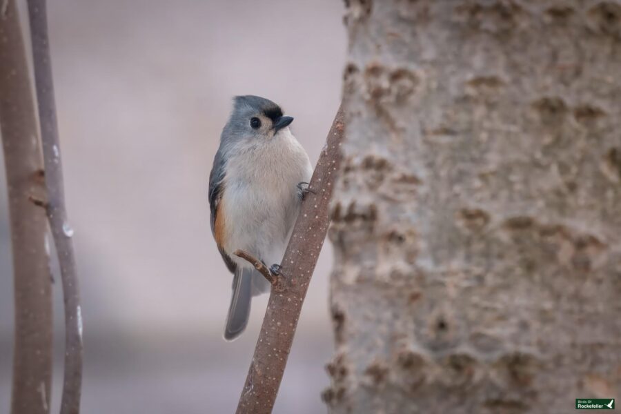 A small bird with a gray and white body and black crest perches on a thin branch next to a tree trunk.