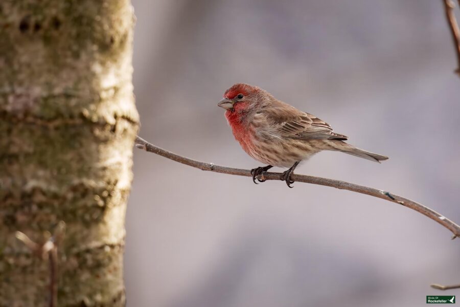 A small bird with a red face and chest perches on a thin branch next to a tree trunk. Background is blurred.