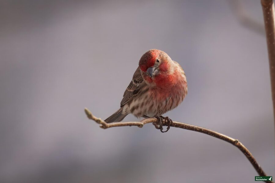 A small bird with red and brown feathers perches on a thin branch against a blurred background.