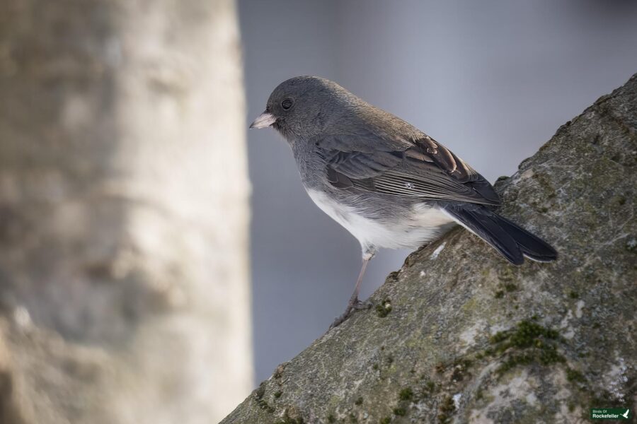 Small bird with gray and white plumage perched on a tree branch.