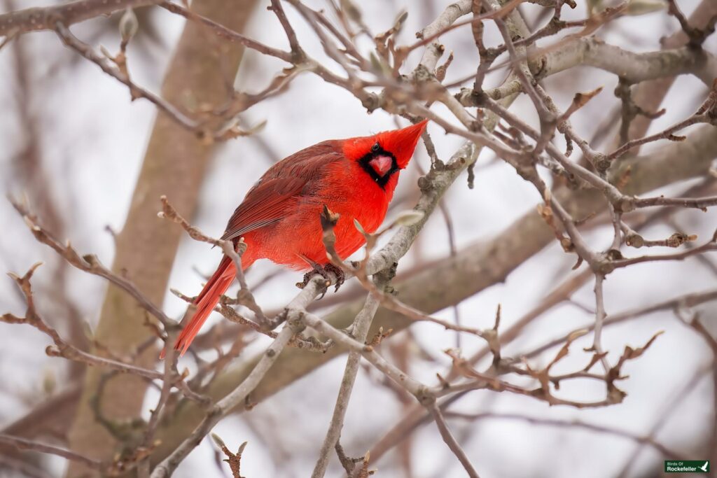 A red cardinal perched on a branch amidst leafless twigs, set against a snowy background.
