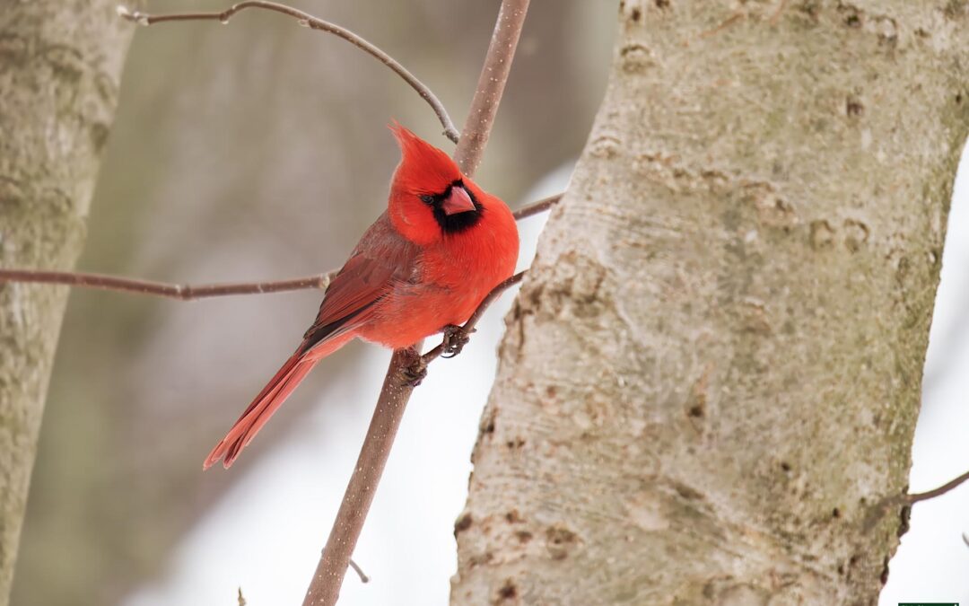 What I Learned Watching Birds Brave Winter at Rockefeller State Park Preserve