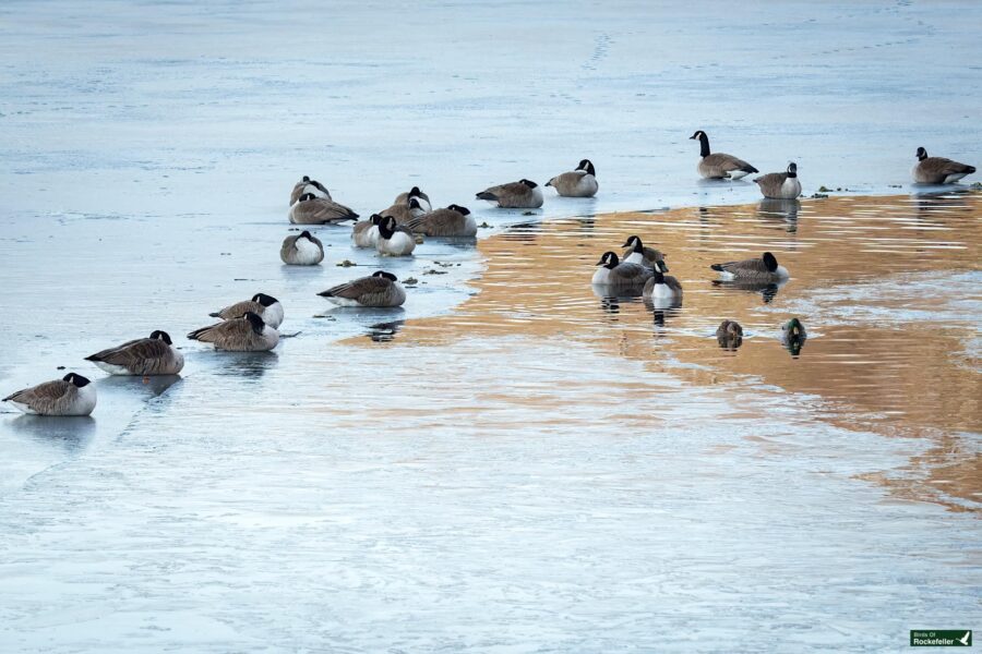 A flock of Canada geese rest on a partially frozen lake, with reflections of a building on the water.