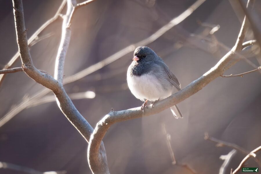 A small bird with dark gray plumage and a white belly perches on a bare branch in soft, diffused lighting.