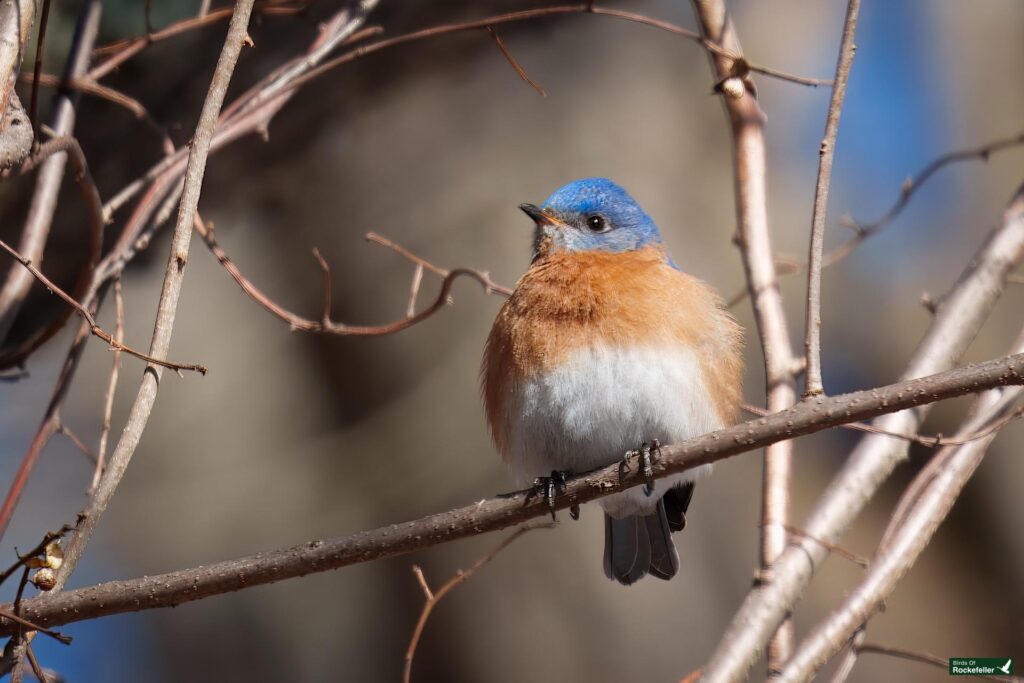 A small bird with blue and orange plumage perches on a branch amidst twigs.