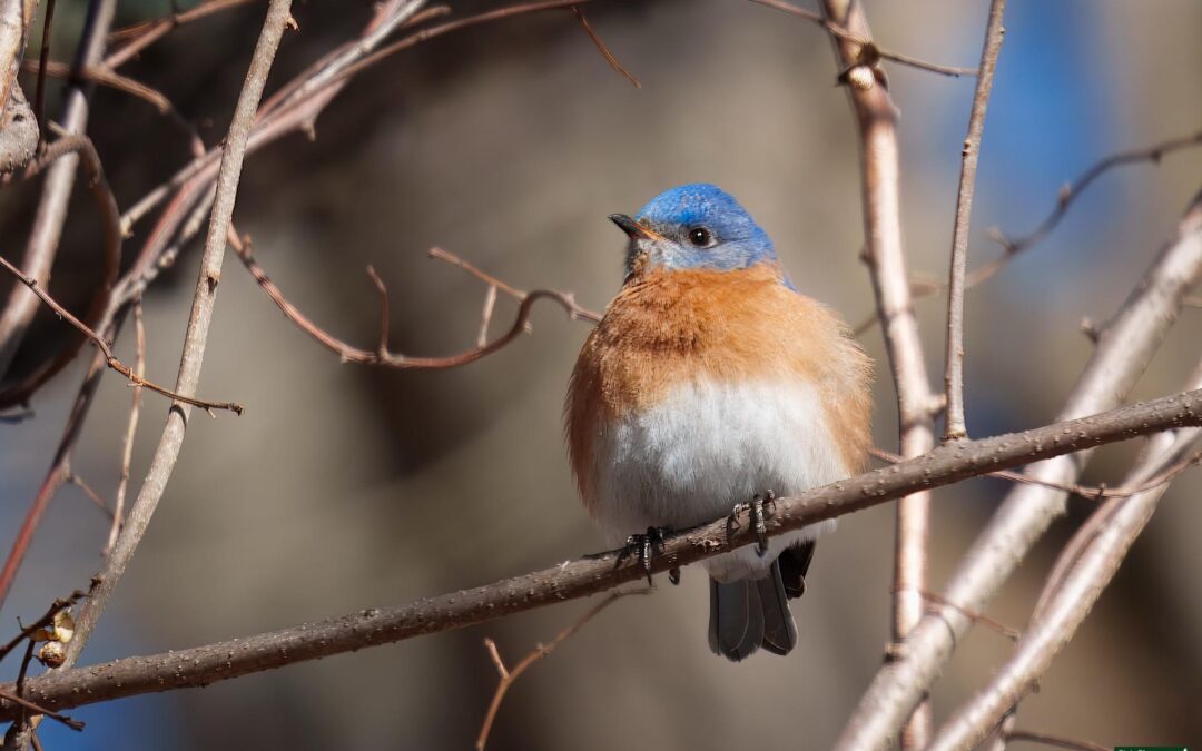 Frequently Asked Questions About The Eastern Bluebird