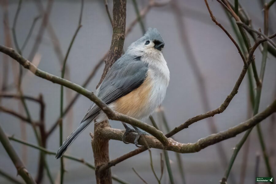 Tufted titmouse perched on a branch among bare twigs, displaying its distinctive grey, white, and peach feathers, against a blurred background.