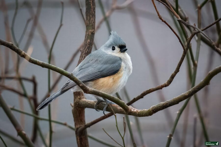 A small tufted bird with gray and white feathers perches on a branch among bare twigs in a natural setting.