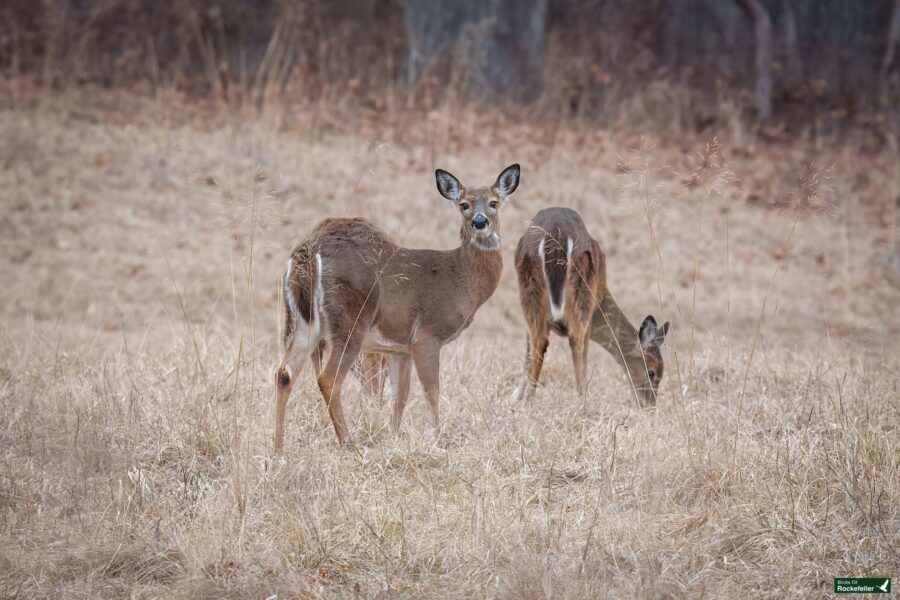 Two deer stand in a grass field; one is grazing while the other looks towards the camera.