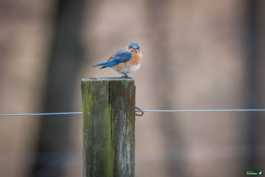 A small bird with blue and orange feathers perches on a wooden post, with a blurred background and a wire visible in the foreground.