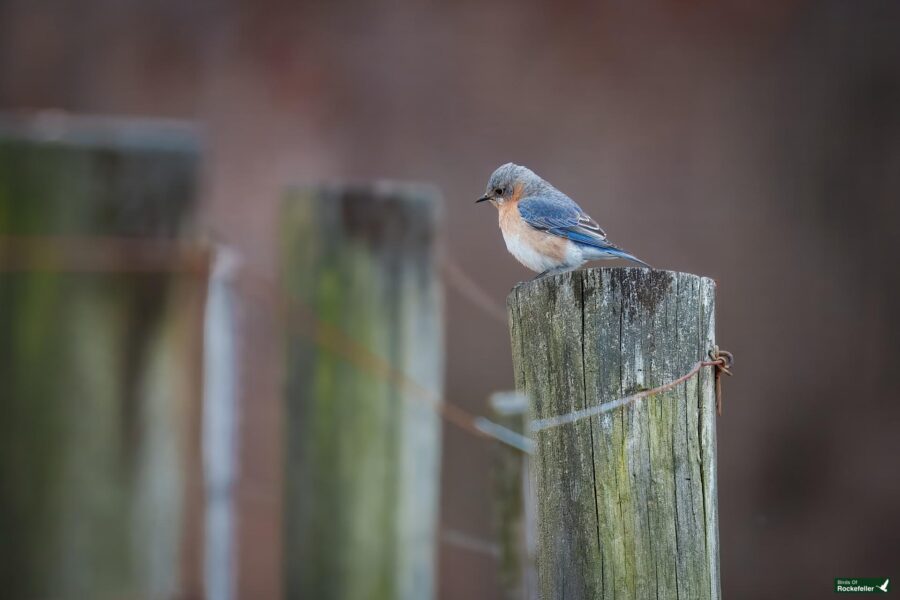 A small bird with blue and orange feathers sits perched on a weathered wooden post.