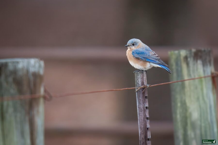 A bluebird with a rusty orange chest sits on a wooden post with blurred background.