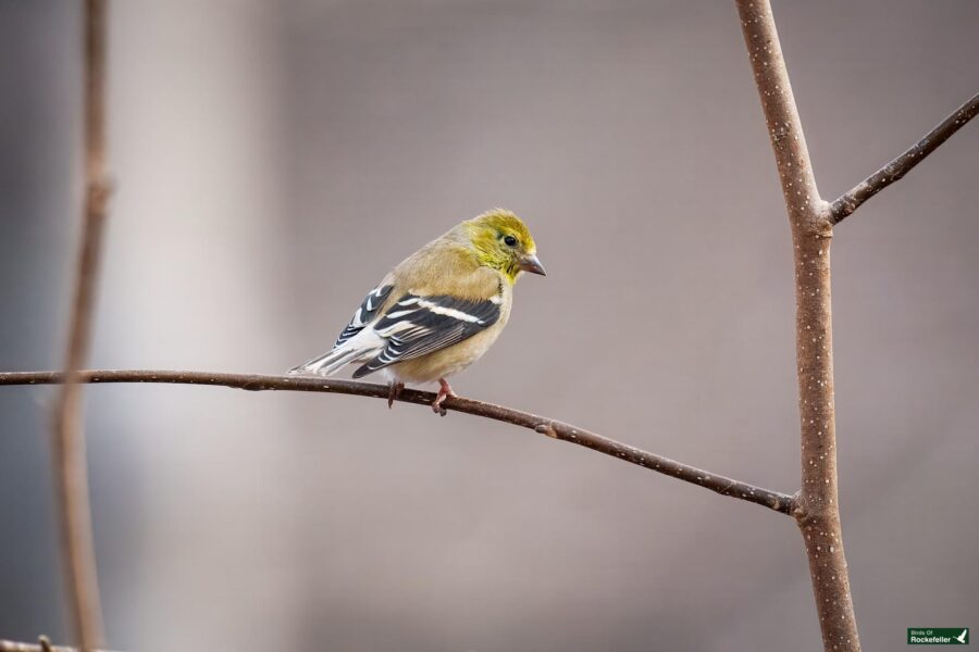 A small bird with yellow and black plumage perches on a bare branch against a blurred grey background.