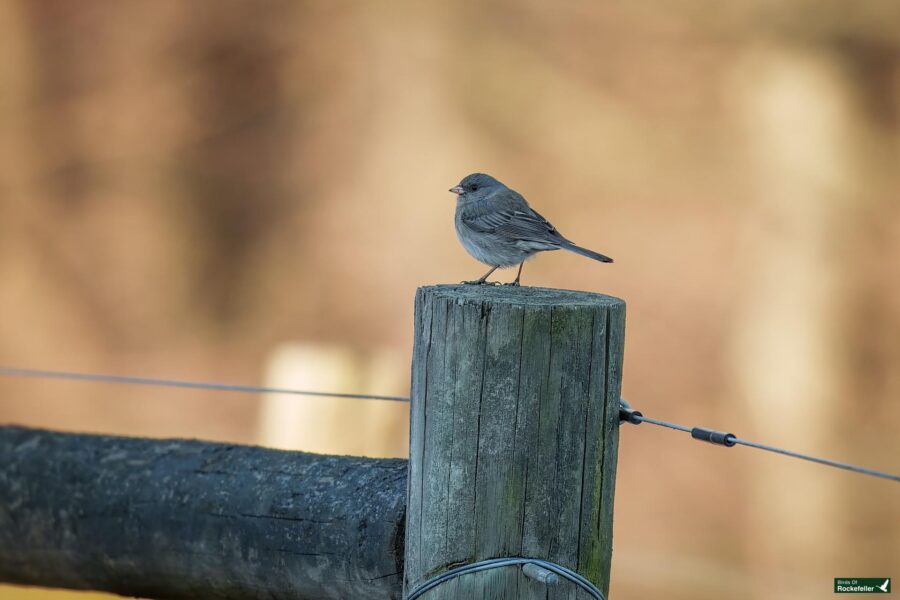 A small bird perches on a wooden fence post.