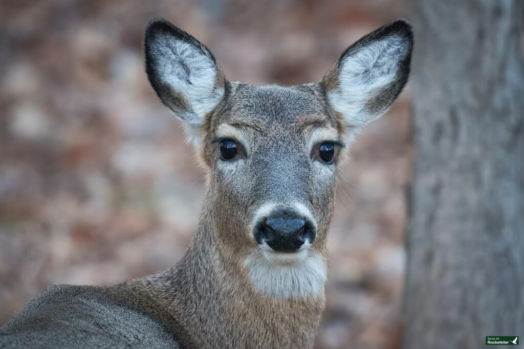 Close-up of a deer with large ears standing outdoors, looking directly at the camera. The background is blurred with earthy tones.